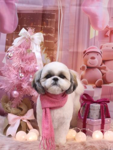 20241212みたらしちゃん